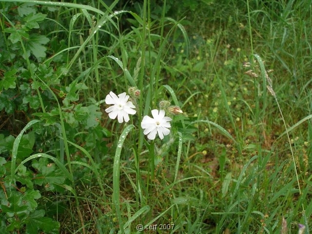 2007 05 Séjour en Brenne 009